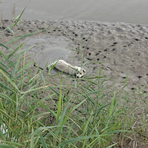 Cățel salvat din noroi la Roman: intervenție emoționantă a pompierilor