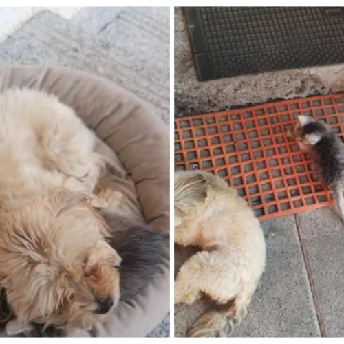 Famili din Cluj își caută cățelușa dispărută Maya