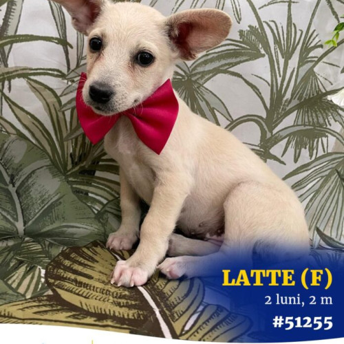 ASPA București organizează un târg de adopții la ParkLake