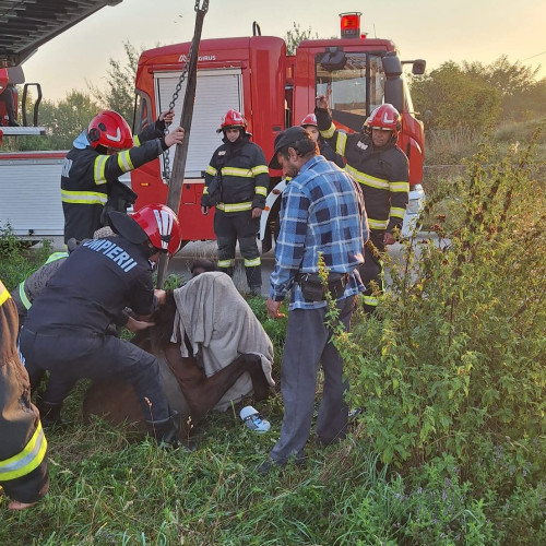 Pompierii din Făgăraș salvează un cal căzut într-un canal