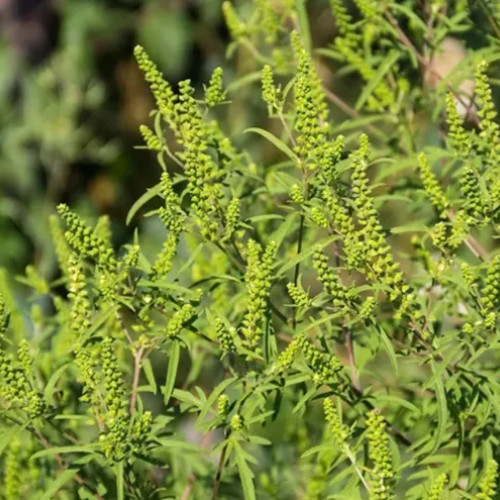 Primăria Jucu declanșează campanie de combatere a ambroziei