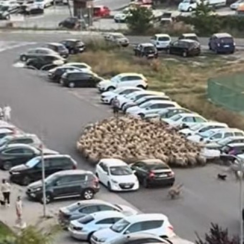 Turmă de oi pune stăpânire pe o stradă din Avantgarden, Brașov