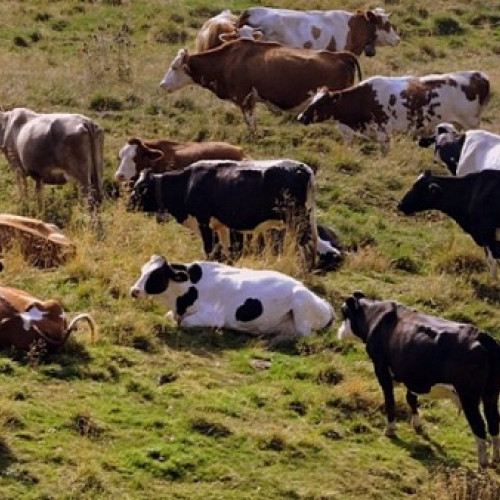 Prefectul convocă CLCB după confirmarea unui focar de rabie la Dabolț