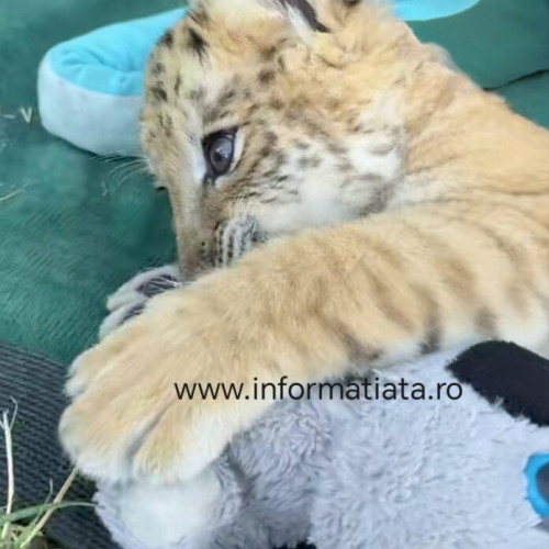 Copil rănit la Zoo Zaharești după incident cu puiul de ligru