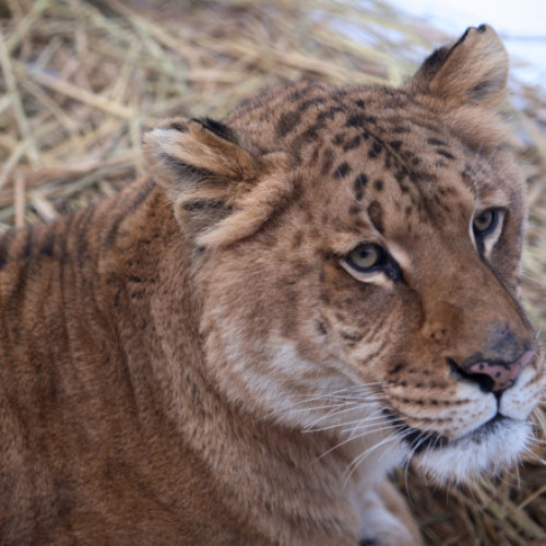 Copil mușcat de ligru în parcul zoologic din Zaharești