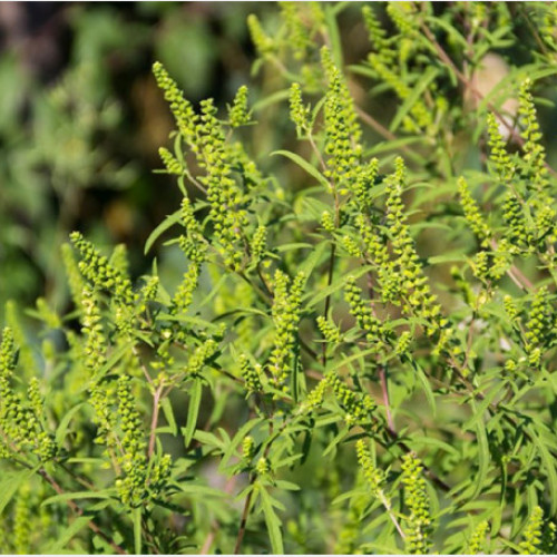 Instituția Prefectului – județul Bihor reamintește măsurile de combatere a ambroziei