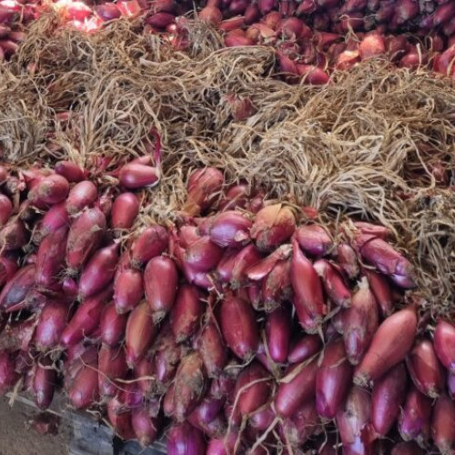 Seceta în Bazinul Legumicol Mărăcineni și formarea Cooperativelor Agricole pentru ceapa roșie de apă