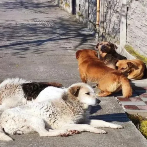 Problema câinilor lăsați liberi pe străzi revine în atenția locuitorilor din Cluj-Napoca