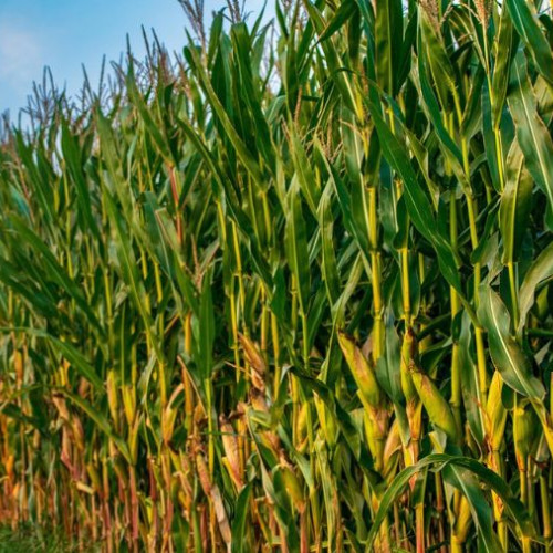 Bărbat de 77 de ani prins în flagrant pentru furt de porumb în Scorțeni