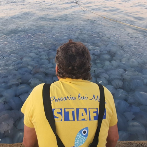 Meduze invadând Marea Neagră surprinse în Agigea