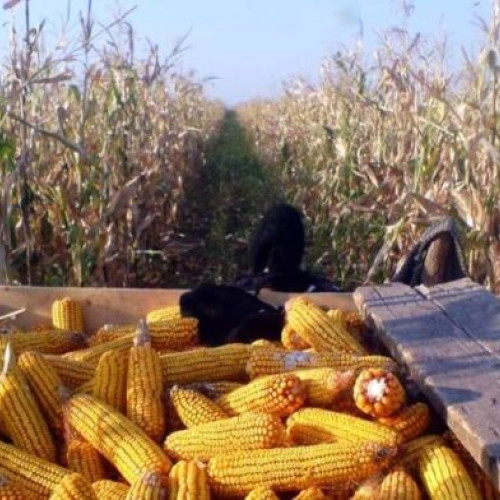 Porumb furat în Scorțeni: un bărbat de 77 de ani prins în flagrant