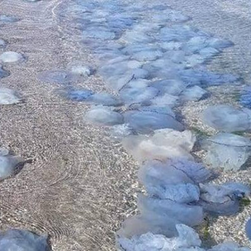Meduze în zona digurilor Portului Constanța și Agigea, o prezență sezonieră