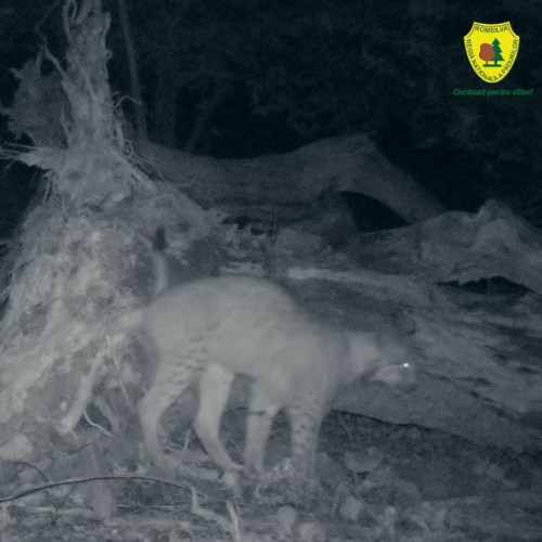 Râs surprins în Defileul Jiului: imagine rară a unuia dintre cele mai greu de observat animale din România