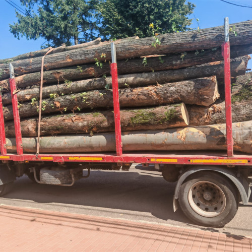 Peste opt metri cubi de material lemnos confiscați în Bucecea; polițiștii continuă ancheta