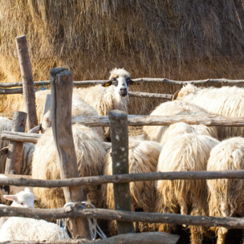 Focar de antrax în Vrancea: autorități impun măsuri stricte la o fermă din Ciorăști