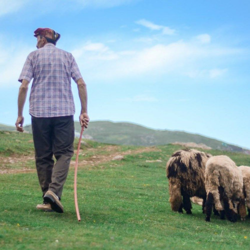 Focar de antrax la fermă din Vrancea, autoritățile impun măsuri stricte