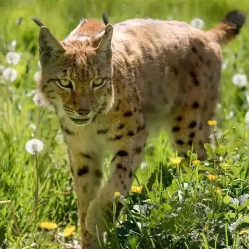 Caz în Vrancea: copil de 4 ani mușcat de un râs