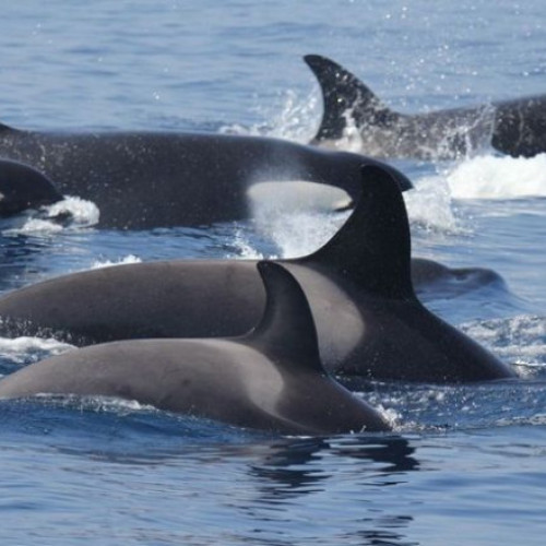 Orcile iberice atacă ambarcațiuni în largul coastei Galicia