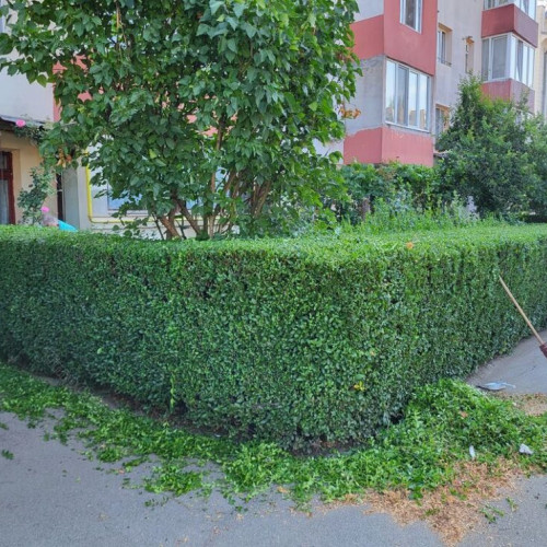 Regulament nou pentru spațiile verzi permite adopția de către companii