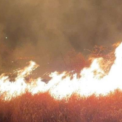 Incendiu de vegetaţie lângă Ploieşti se extinde pe 80 de hectare