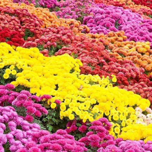 Cum să îngrijești crizantemele pentru o înflorire abundentă