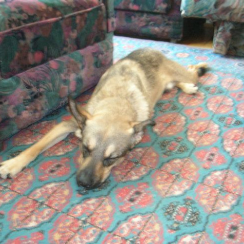 Tânăr din Apața în arest preventiv pentru uciderea unui câine