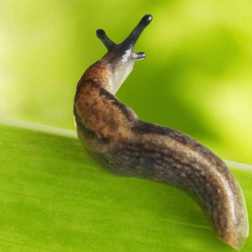 Locuitori din Bavaria speriați de un limax pe panoul de interfon