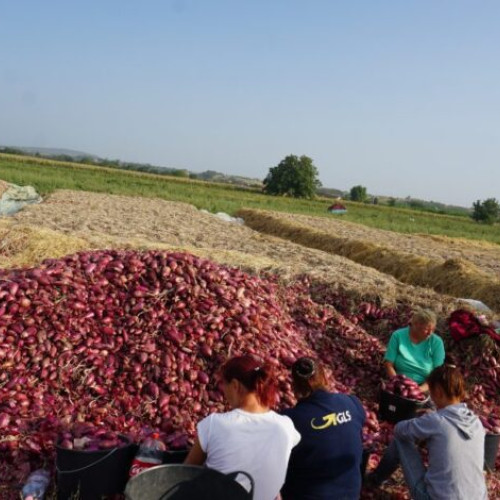 Ceapa roșie de apă de Buzău: istoria unei tradiții din Potoceni-Mărăcineni