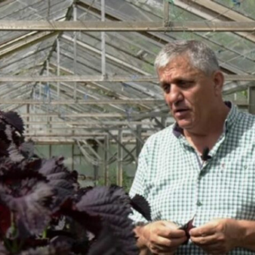 Perilla Frutescens în grădina Buzăului: premieră europeană, aclimatizare și perspective economice