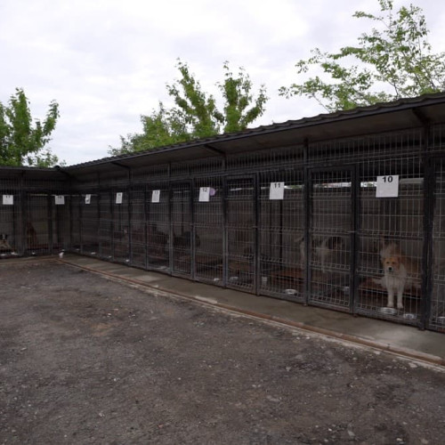 Extinderea adăpostului pentru câinii din Alba Iulia intră în faza de achiziție