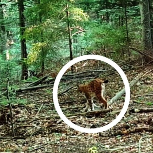 Camerele de monitorizare în Parcul Natural Putna Vrancea surprind imagini cu un râs