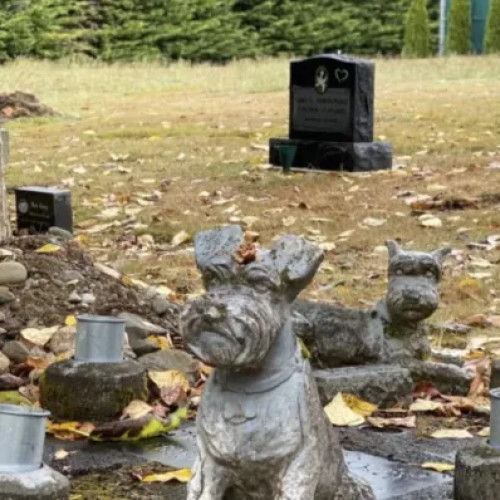 Primăria Cluj-Napoca aprobă planul urbanistic zonal pentru cimitirul dedicat animalelor de companie