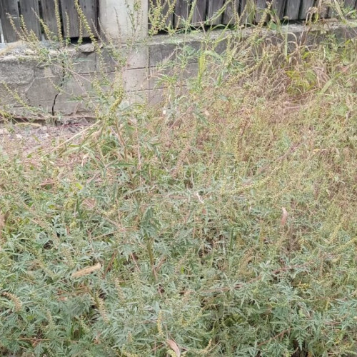 Ambrozia invazivă: obligații, sancțiuni și metode de combatere