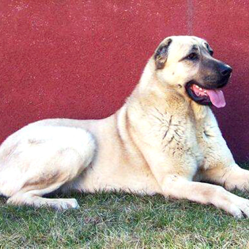 Bărbat din Timiș cercetat pentru intervenții asupra animalelor la Hațeg