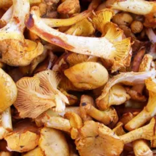 Sezonul ciupercilor din Gorj, afectat de scăderea producției și creșterea prețurilor