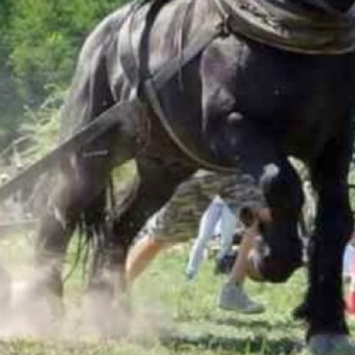 Un județ din România interzice concursurile cu cai care trag diferite greutăți: „Prevenim cruzimea față de animale”