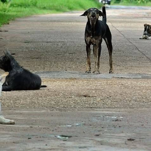 Primăria Vulcana-Pandele lansează campanie de capturare a câinilor de pe domeniul public