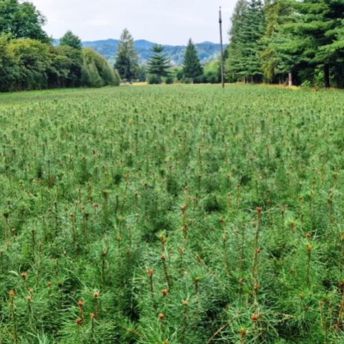 Puieți de molid din Ocolul Silvic Focșani pentru viitoarele campanii de împădurire