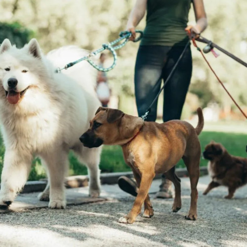 Ministerul Muncii recunoaște ocupația de îngrijitor pentru câini