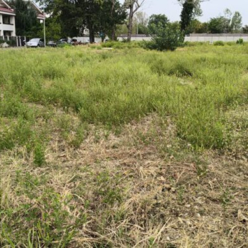 Controale anti-ambrozie în Sectorul 5 pentru sănătatea locuitorilor