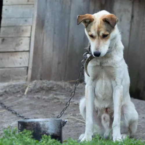 Câine pe stradă în Cluj-Napoca, semnalat pentru neglijență