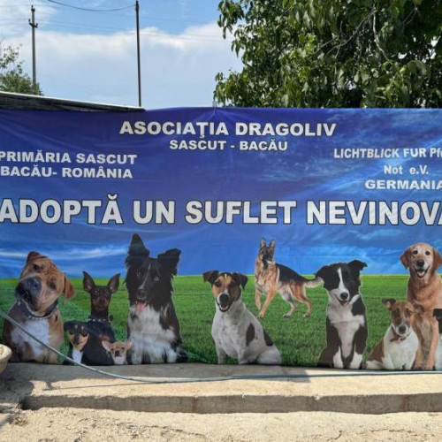 Asociația Dragoliv din Sascut salvează peste 500 de căței
