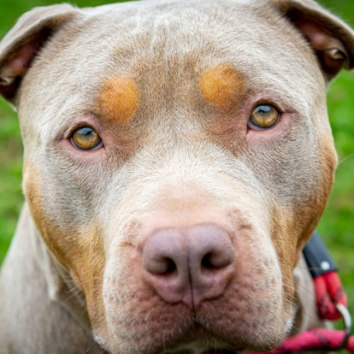 Femeie de 70 de ani moare după atacul unui câine American Bully în Caraș-Severin