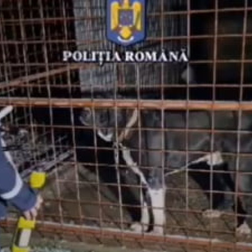 Femeie de 70 de ani decedată după atacul unui American Bully în Caraș-Severin