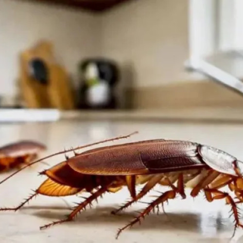 Clujeancă reclamă focar de gândaci în garsoniera vecină de pe strada Albac