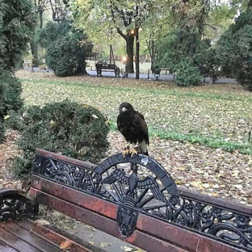 Primăria București propune amenzi mai aspre pentru spațiile verzi din Capitală