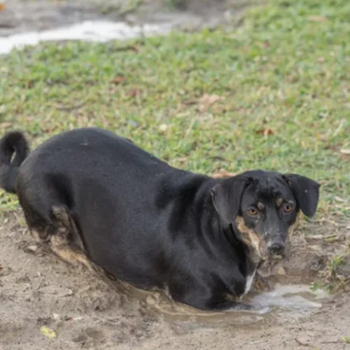 Avertisment privind câinii ținuți legați lângă o spălătorie din Cluj