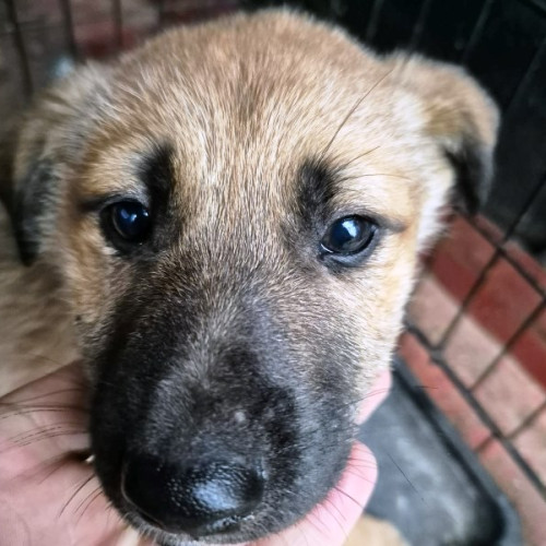 Primăria Focșani organizează Târgul de adopție la Golești