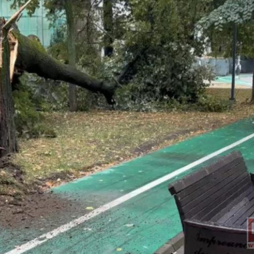 Arbore înalt prăbușit pe Pietonalul Unirii; nicio persoană nu a fost rănită