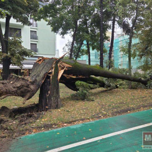 Copac bătrân se prăbuie pe Pietonalul Unirii din Botoșani, fără răni